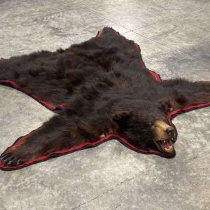 Black Bear Taxidermy Rug. B-147R