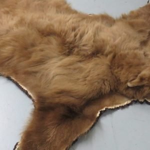 Black Bear Taxidermy Rug. B-149R