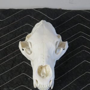 Black Bear Taxidermy Skull. B-120SK