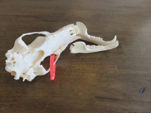 Black Bear Taxidermy Skull. B-121SK