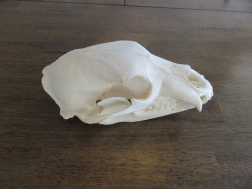 Black Bear Taxidermy Skull. B-121SK