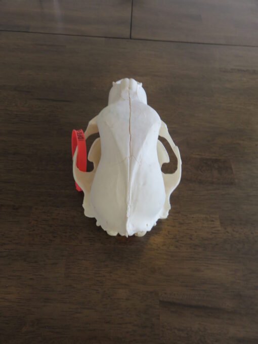 Black Bear Taxidermy Skull. B-121SK