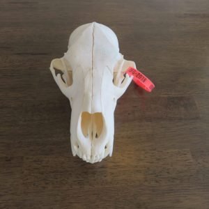 Black Bear Taxidermy Skull. B-121SK
