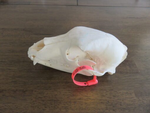 Black Bear Taxidermy Skull. B-121SK