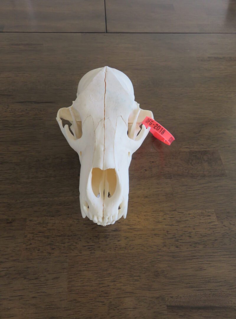 Black Bear Taxidermy Skull. B-121SK