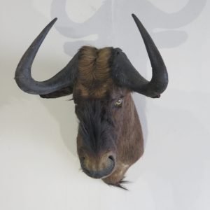 Black Wildebeest Shoulder Mount. X-125WI