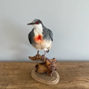 Bleeding Heart Pigeon