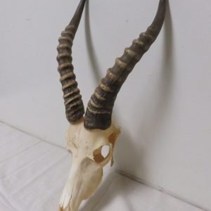 Blesbok European Mount X-105I