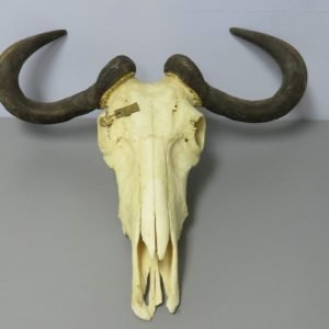 Blue Wildebeest European Skull Taxidermy. X-148WI