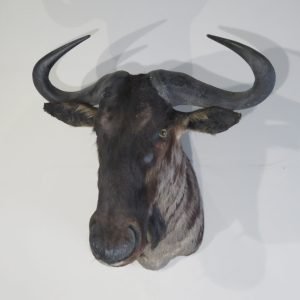 Blue Wildebeest Taxidermy Mount. X-124WI