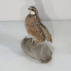 Bob White Quail Taxidermy. T-120BW