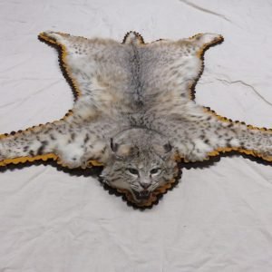 Bobcat Taxidermy Rug C-103B