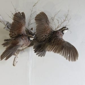 BobWhite Quail (2) Life Size Mount On Wood T-106Q