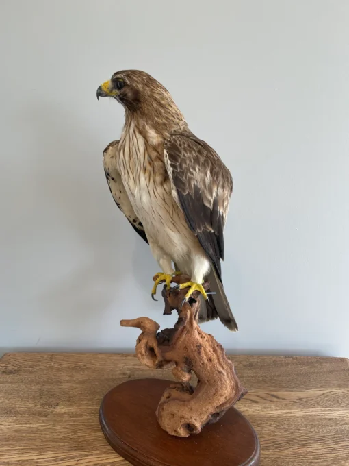 Booted Taxidermy Eagle