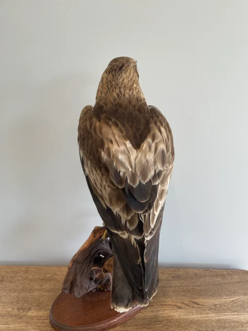 Booted Taxidermy Eagle
