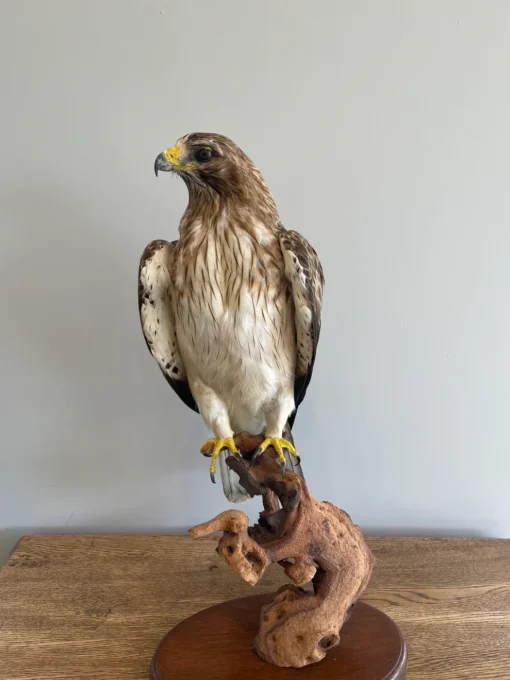 Booted Taxidermy Eagle