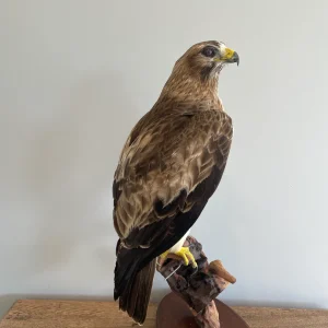 Booted Taxidermy Eagle