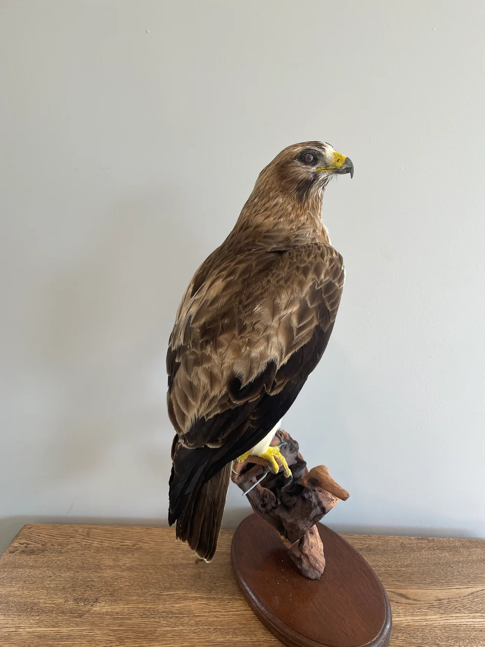 Booted Taxidermy Eagle