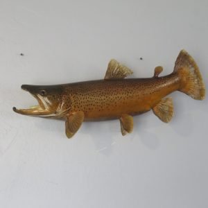 Brown Trout Real Skin Fish Mount. F-105BR