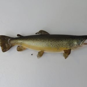 Brown Trout Real skin taxidermy Mount. F-106BR