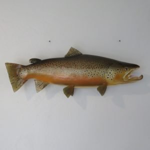Brown Trout Taxidermy Reproduction Mount 28″ F-103BR
