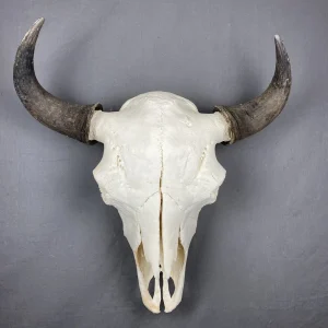 Buffalo Skull XXL