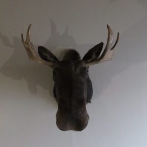 Bull Moose Taxidermy Mount. OM-101