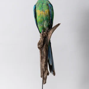 Buln Buln Parrot