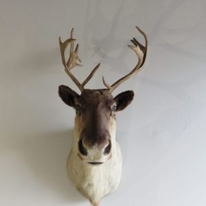 Caribou Cow Shoulder Mount O-105C