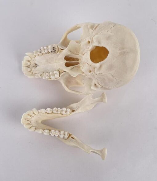Chacma Baboon Skull Taxidermy. X-169CH