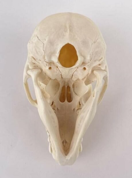 Chacma Baboon Skull Taxidermy. X-169CH