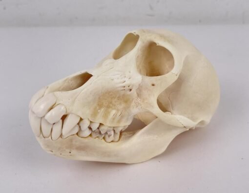 Chacma Baboon Skull Taxidermy. X-169CH