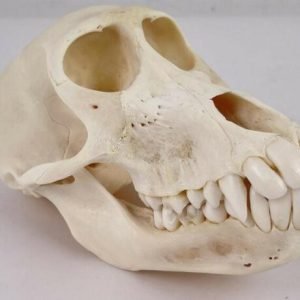 Chacma Baboon Skull Taxidermy. X-169CH