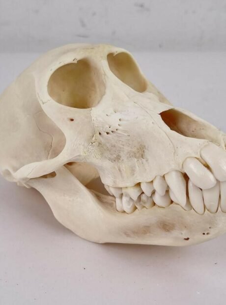 Chacma Baboon Skull Taxidermy. X-169CH