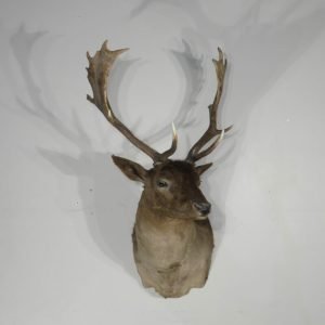 Chocolate Fallow Deer Taxidermy. X-154FA
