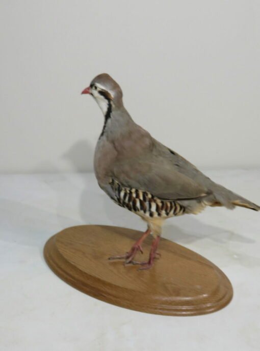 Chukar Mount On Wood Plaque. T-123CH