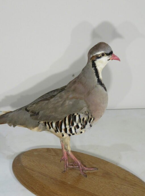 Chukar Mount On Wood Plaque. T-123CH