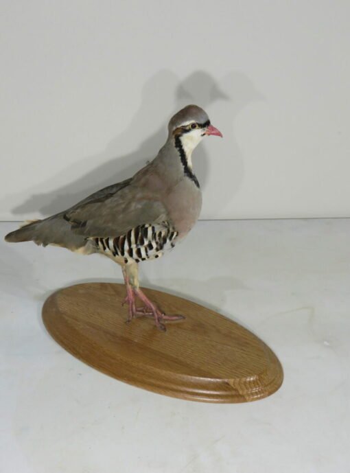 Chukar Mount On Wood Plaque. T-123CH