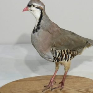 Chukar Mount On Wood Plaque. T-123CH