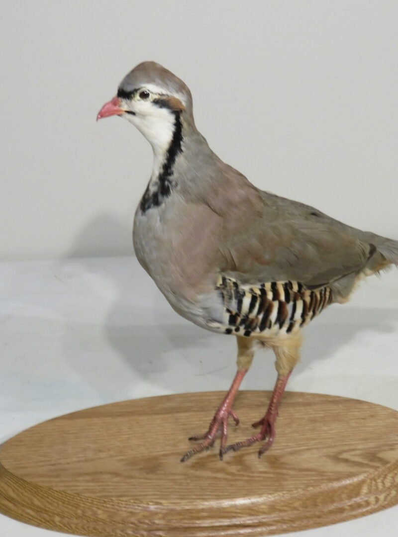 Chukar Mount On Wood Plaque. T-123CH