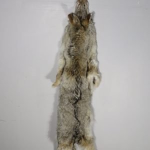 Coyote Skin/Pelt Taxidermy. P-113CC