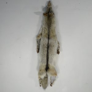 Coyote Tanned Skin/Fur. P-116CC