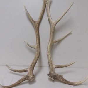 Elk Antler Sheds E-110A