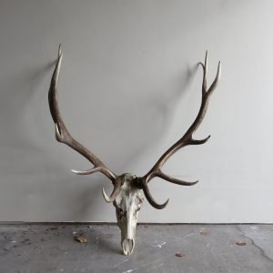 Elk European Mount E-103E