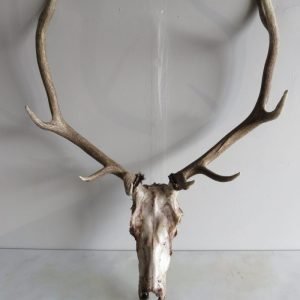 Elk European Mount E-105E