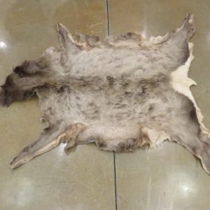 Elk Tanned Skin/Hide. E-126H