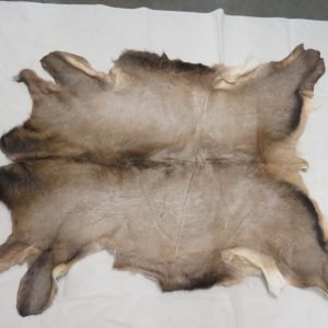 Elk Taxidermy Skin. E-127H