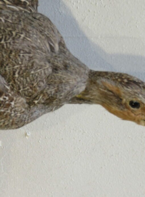 Flying Hungarian Partridge Taxidermy. T-116HU