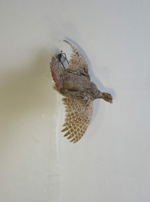 Flying Hungarian Partridge Taxidermy. T-116HU