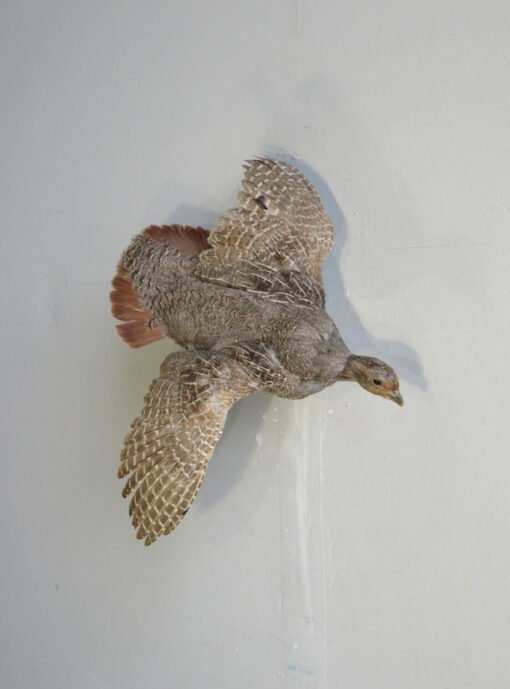 Flying Hungarian Partridge Taxidermy. T-116HU